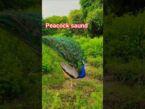 beautiful peacock saund peacock voice peacock call peacock dance #birds #cutebirds #birdlove #parrot