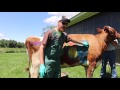 Ruminant Digestion Explained