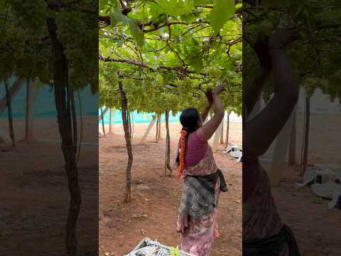 Grapes harvesting akka grape garden  #short #grape #grapegarden #tamilshorts #ytshorts