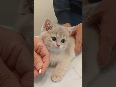 Cat hospital kitten medication