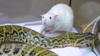【事故】生きたネズミを与えたら大変な事になった