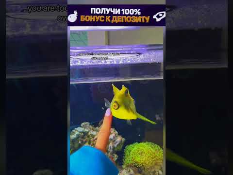 Лучшее Развлечение Для Рыбки