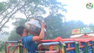 দেখুন কিভাবে মাছ বিক্রির জন্য আড়তে নিয়ে যাওয়া হয়।