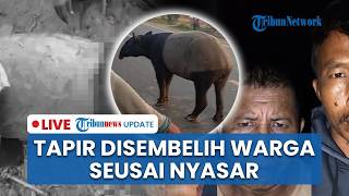 🔴LIVE: Tapir Nyasar di Mesuji Lampung Disembelih Warga untuk Dimasak, 4 Orang Ditangkap Polisi