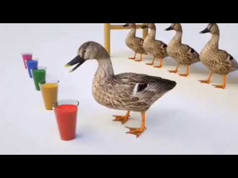 Murottal anak|Bebek lucu warna warni
