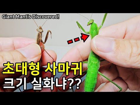 대왕사마귀 찾기 실패.. 그런데 역대급 초대형 사마귀가 탄생..!