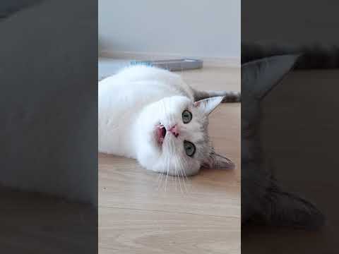 이래도 고양이 키우고 싶으세요?