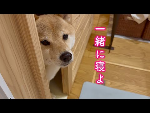 ママと一緒じゃないと寝たくないと言い張る柴犬の行動が可愛過ぎました