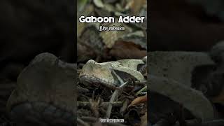 Could you spot this snake before it’s too late? #snake #camouflage #danger