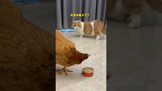 【#麻蛋和丑丑】这鸡太霸道了!竟然不让猫吃鸡肉! #双11百大萌主 #万物可爱计划 #猫咪的迷惑行为