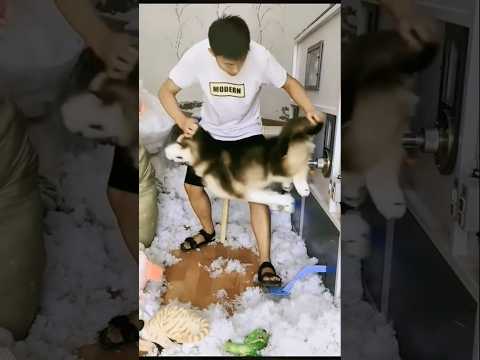 DOG FUNNY REACTION PART 3 #dog #funny #trendingshorts #doge