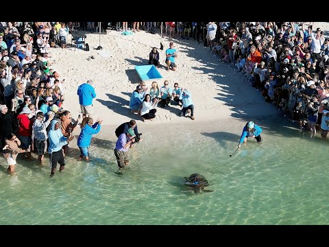 Social Media Star Sea Turtle Harlow Released Off Florida Keys