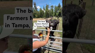 You can feed cows at this Farmers Market in Tampa!