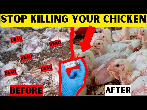 ALL HER CHICKEN DIED 😥 | THEN THIS HAPPENED!!!