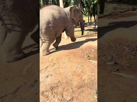 น้องปลาวาฬเล่นน้ำหันมาเจอตกใจร้องลั่นไปฟ้องแม่ #elephant #thailand #animals #freedom #baby
