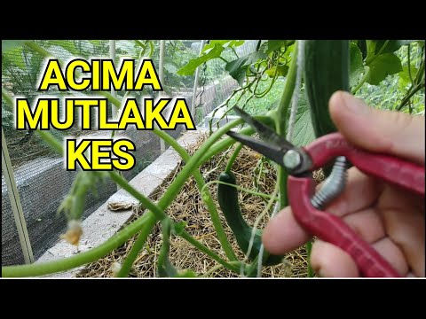 Salatalık Verimini Artırmak İçin, Yan Sürgünü Mutlaka, Uç Sürgünü Asla