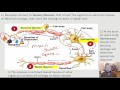 Nervous System Functions and Neurons