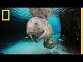 Manatee Behavior and Human Interaction