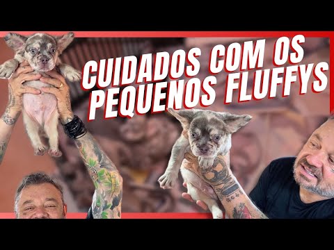 COMO CUIDAMOS DOS FILHOTES DE FLUFFIES DICAS ESSENCIAIS!