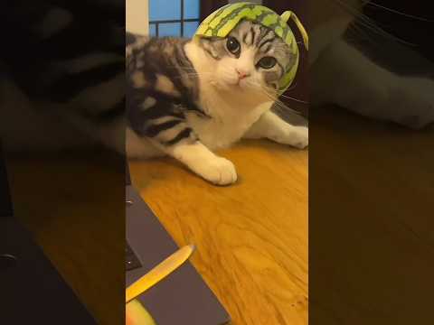 #cats #cutecat #funnycats #explore #cuteanimals