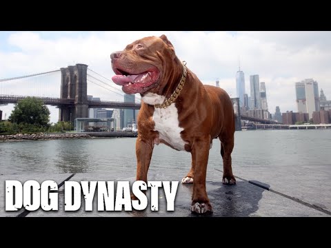 Hulk's Greatest Moments | DOG DYNASTY