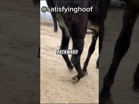 homeless NEGLECTED donkey hoof turns backward and need cares
