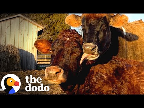 20 Year Old Rescue Cow Finds Her Soulmate | The Dodo