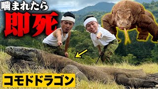 【噛まれたら即死】”禁断の島で「コモドドラゴン」に急接近したら大ピンチに…！？