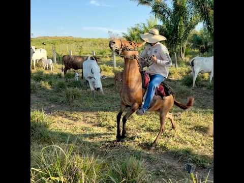 COM VACA BRAVA NÃO PODE VACILAR 😰#animals #horse #farm