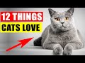 Understanding What Cats Love