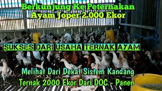 Sukses Ternak Ayam 2000 Ekor Videos Kansas City Comic Con