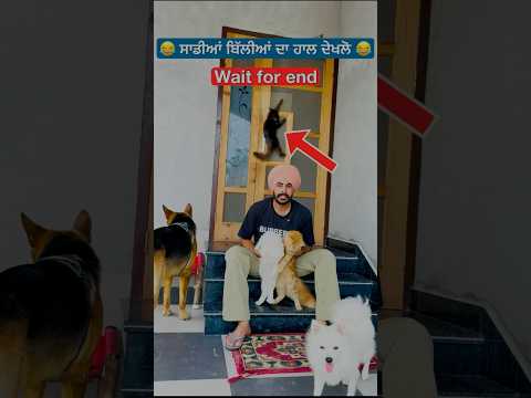😂 ਸਾਡੀਆਂ ਬਿੱਲੀਆਂ ਦਾ  ਹਾਲ ਦੇਖਲੋ 😂