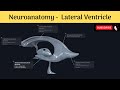 Ventricular System and Imaging Techniques