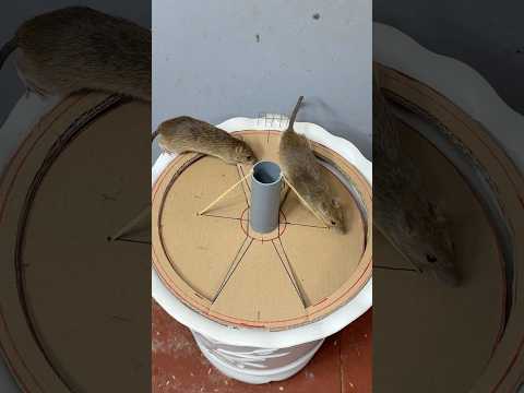 Best home Mouse trap/mouse traps tips at home #mousetrap #rattrap