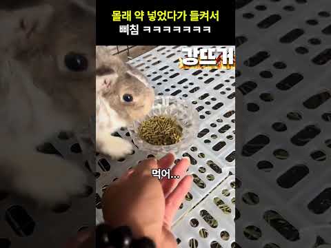 앞 발 개 귀여움 ㅋㅋㅋ