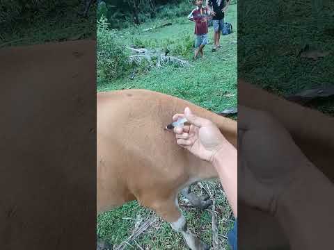 PENYUNTIKAN ANTIBIOTIK SAPI BALI TERINDIKASI KAKI PINCANG‼️ #animals #shorts #cow