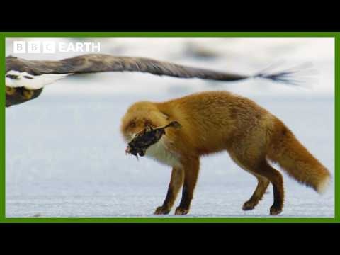 Fox Attacked by Eagles While Eating | Asia | BBC Earth