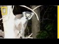 Ringtailed Lemurs' Nocturnal Behavior