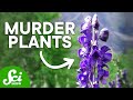 Deadly Plants and Their Effects