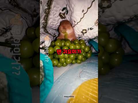 이불 속에 누가 있다고?