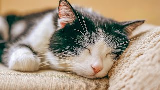 Calming Music for Cats - Relaxation, Deep Sleep, Stress Relief, Peaceful Piano Music