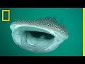 Whale Sharks: Understanding and Conservation