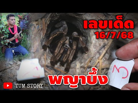 ข่าวด่วน/นางพญาบึ้ง ให้โชคมาตามนัด 3 ตัว/2 ตัว ไว้รวยกันงวดนี้! 16/7/68 | หวยรัฐบาลไทย