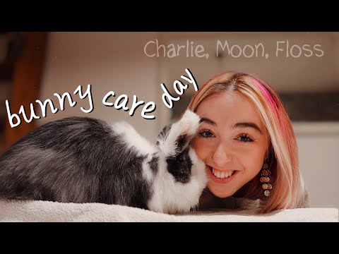 Rabbit Care Day with 3 Buns!