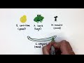 Model Organisms in Biological Research