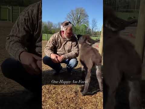 A little sassy and a little sweet! #shorts #amari #donkeys #farmanimals #animals #cutepets