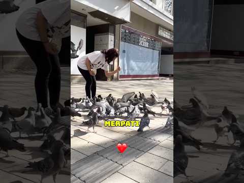Diam-Diam, Wanita Ini Menyelamatkan Merpati yang Terluka