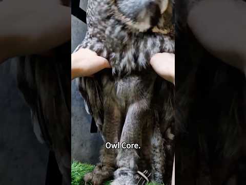 Owl 🦉 #owl #owls #bird #funny #shorts #short