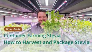 Harvesting Stevia Cut and Repeat | Stevia Grow Guide