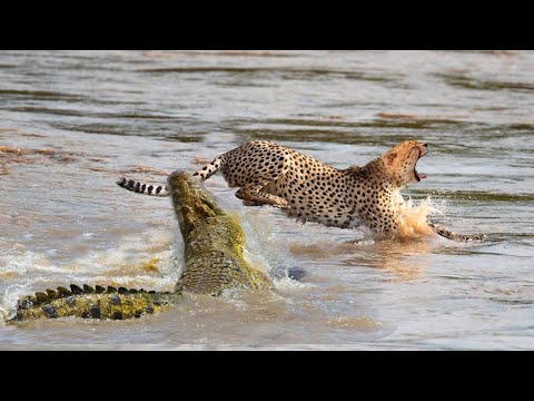 Brutality! Crocodile's Surprise Attack Leaves Cheetah Untimely to Counterattack - What Happens Next?